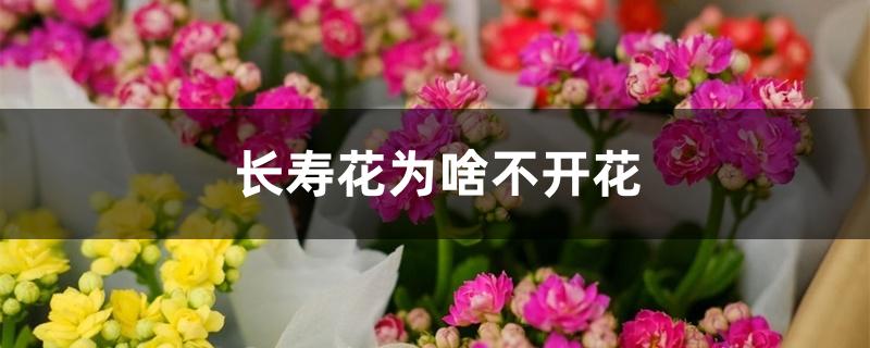 长寿花为啥不开花 长寿花为啥不开花
