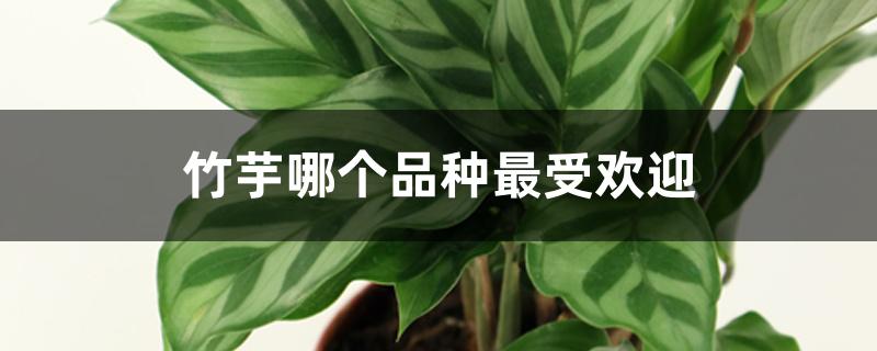 竹芋哪个品种最受欢迎 竹芋哪个品种最受欢迎