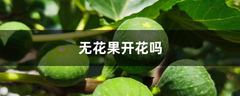 无花果开花吗 无花果开花吗