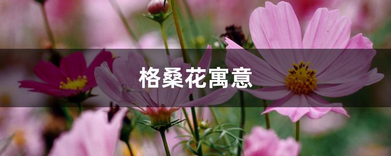 格桑花寓意 格桑花寓意