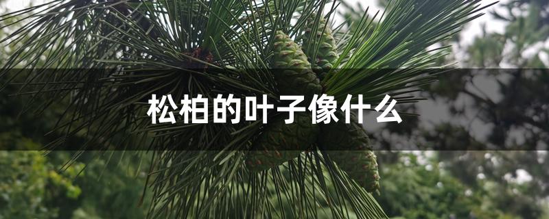 松柏的叶子像什么 松柏的叶子像什么