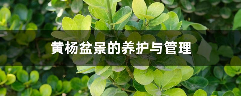 黄杨盆景的养护与管理 黄杨盆景的养护与管理