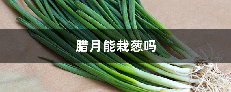 腊月能栽葱吗 腊月能栽葱吗