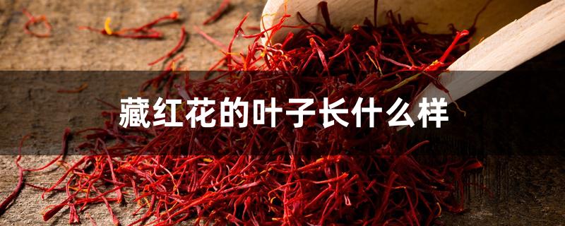 藏红花的叶子长什么样 藏红花的叶子长什么样