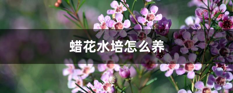 蜡花水培怎么养 蜡花水培怎么养