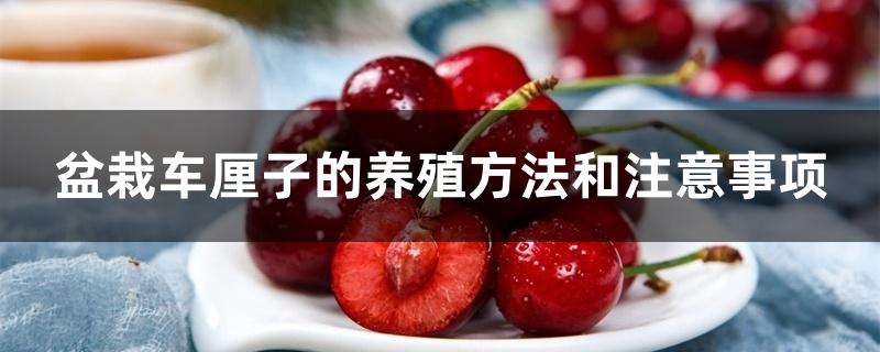 盆栽车厘子的养殖方法和注意事项 盆栽车厘子的养殖方法和注意事项