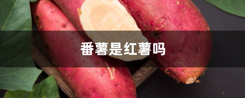 番薯是红薯吗 番薯是红薯吗