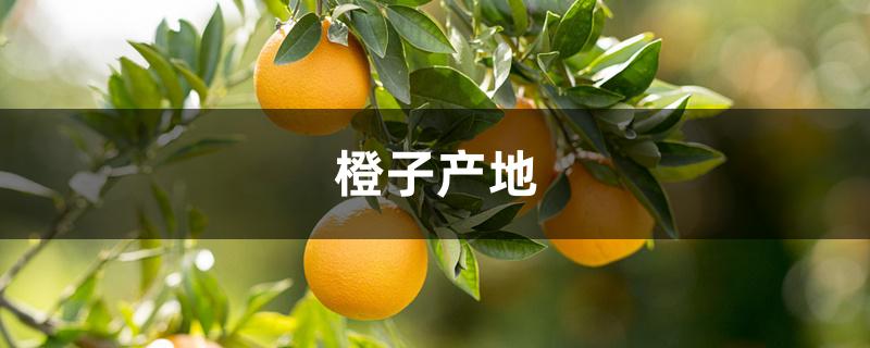 橙子产地 橙子产地
