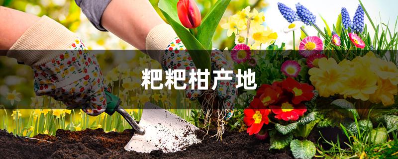 粑粑柑产地 粑粑柑产地