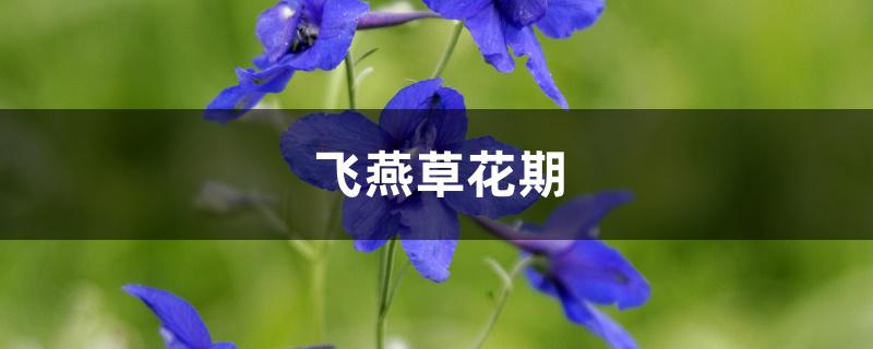 飞燕草花期 飞燕草花期