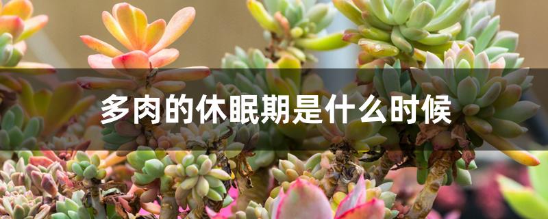 多肉的休眠期是什么时候 多肉的休眠期是什么时候