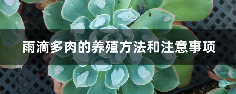 雨滴多肉的养殖方法和注意事项