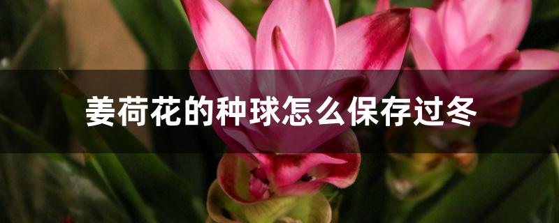 姜荷花的种球怎么保存过冬 姜荷花的种球怎么保存过冬