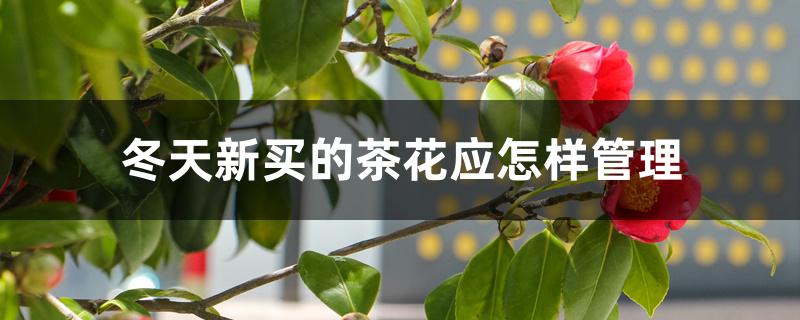 冬天新买的茶花应怎样管理 冬天新买的茶花应怎样管理