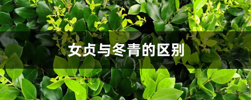 女贞与冬青的区别 女贞与冬青的区别