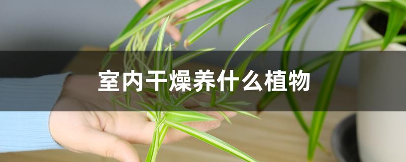 室内干燥养什么植物 室内干燥养什么植物