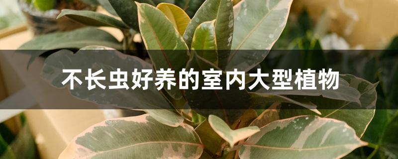 不长虫好养的室内大型植物 不长虫好养的室内大型植物