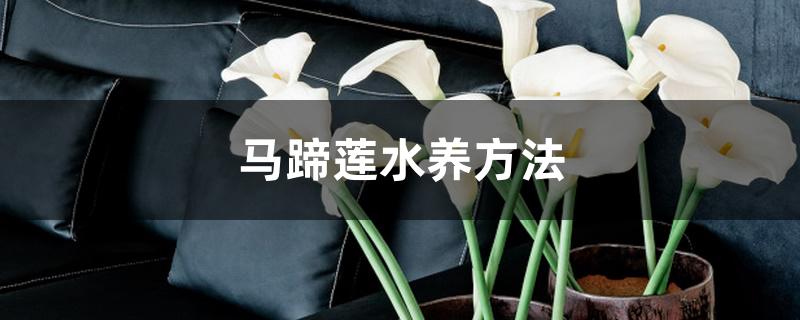 马蹄莲水养方法 马蹄莲水养方法