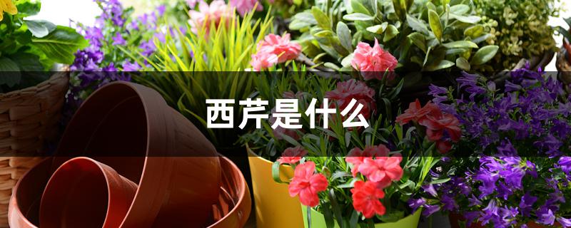 西芹是什么 西芹是什么