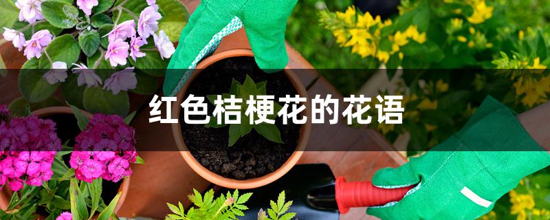 红色桔梗花的花语 红色桔梗花的花语