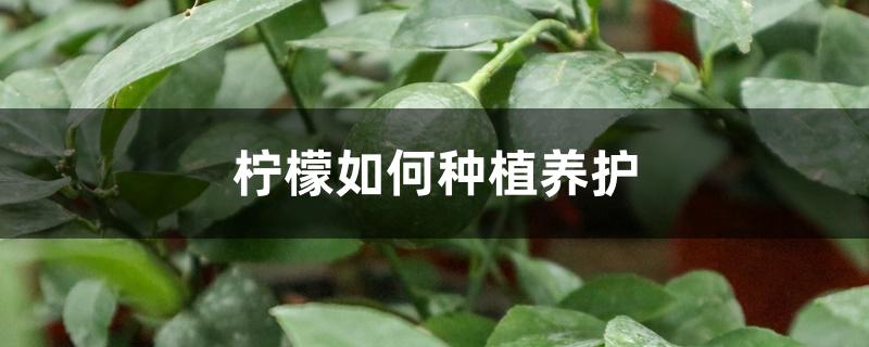 柠檬如何种植养护 柠檬如何种植养护
