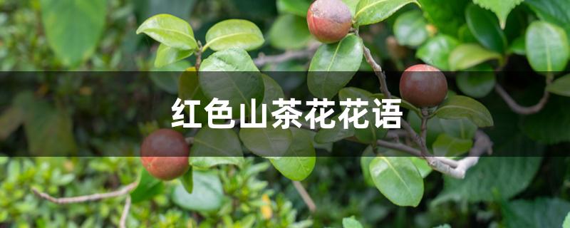 红色山茶花花语 红色山茶花花语