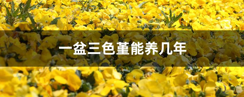 一盆三色堇能养几年 一盆三色堇能养几年
