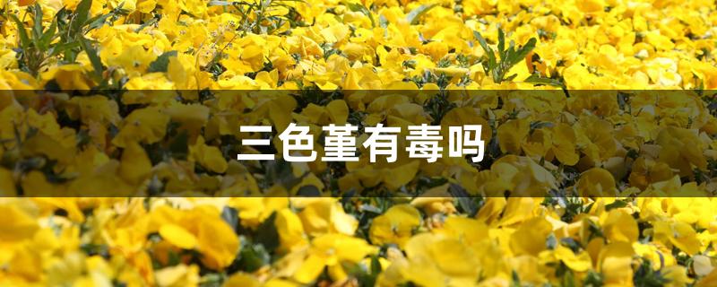 三色堇有毒吗 三色堇有毒吗