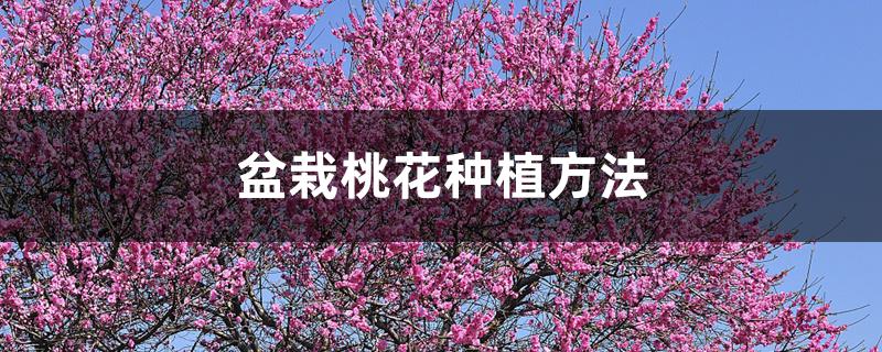 盆栽桃花种植方法 盆栽桃花种植方法