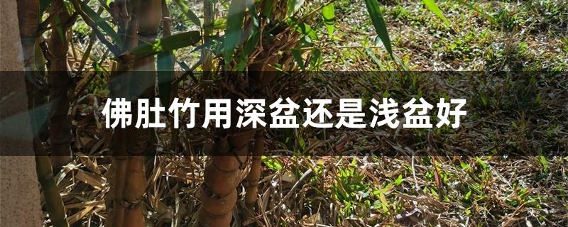 佛肚竹用深盆还是浅盆好 佛肚竹用深盆还是浅盆好