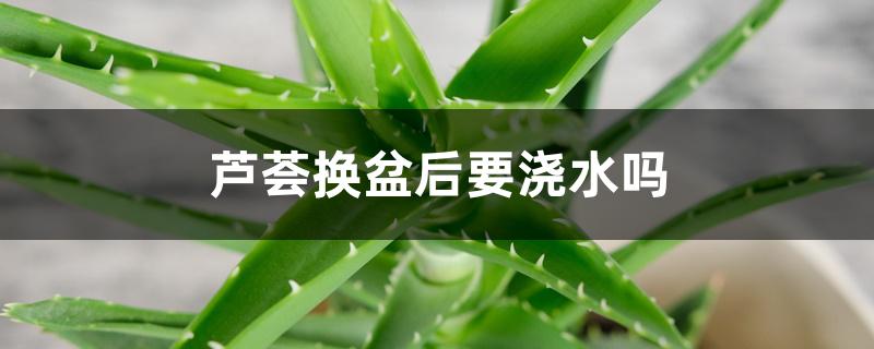 芦荟换盆后要浇水吗 芦荟换盆后要浇水吗