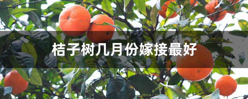 桔子树几月份嫁接最好 桔子树几月份嫁接最好