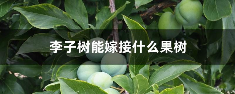 李子树能嫁接什么果树 李子树能嫁接什么果树