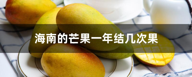 海南的芒果一年结几次果 海南的芒果一年结几次果