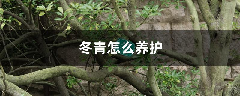 冬青怎么养护 冬青怎么养护
