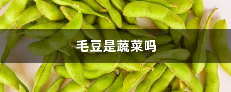毛豆是蔬菜吗 毛豆是蔬菜吗