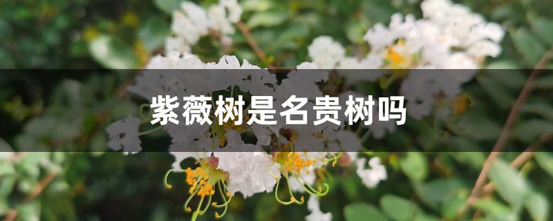 紫薇树是名贵树吗 紫薇树是名贵树吗