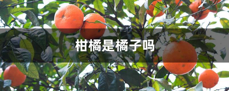 柑橘是橘子吗 柑橘是橘子吗