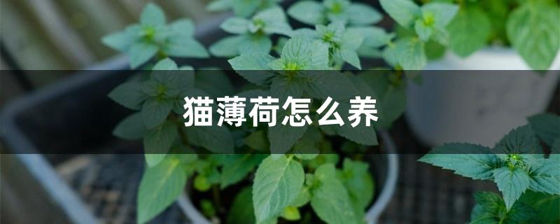 猫薄荷怎么养 猫薄荷怎么养