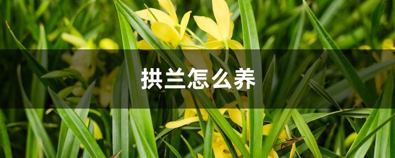 拱兰怎么养 拱兰怎么养