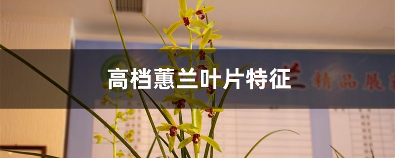 高档蕙兰叶片特征 高档蕙兰叶片特征