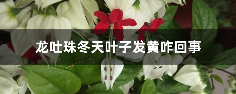 龙吐珠冬天叶子发黄咋回事 龙吐珠冬天叶子发黄咋回事