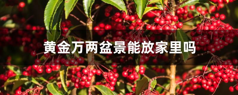 黄金万两盆景能放家里吗 黄金万两盆景能放家里吗