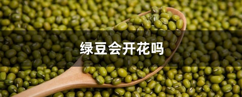 绿豆会开花吗 绿豆会开花吗