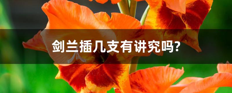 剑兰插几支有讲究吗? 剑兰插几支有讲究吗?