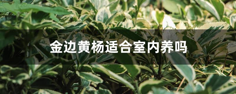 金边黄杨适合室内养吗 金边黄杨适合室内养吗