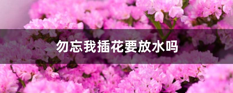 勿忘我插花要放水吗 勿忘我插花要放水吗