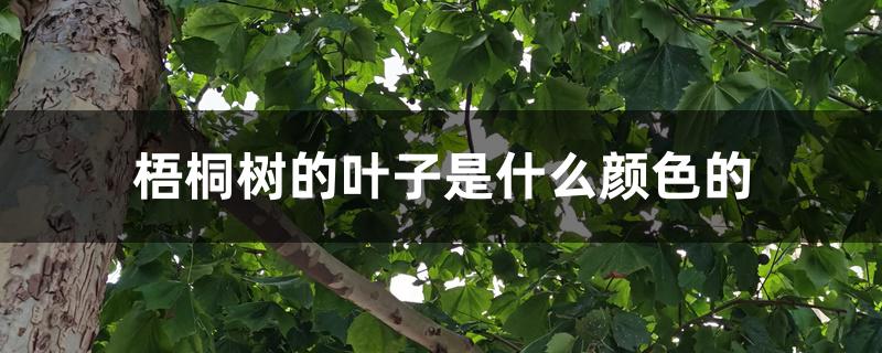 梧桐树的叶子是什么颜色的 梧桐树的叶子是什么颜色的