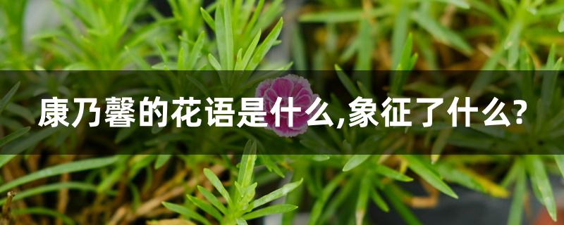 康乃馨的花语是什么,象征了什么? 康乃馨的花语是什么,象征了什么?