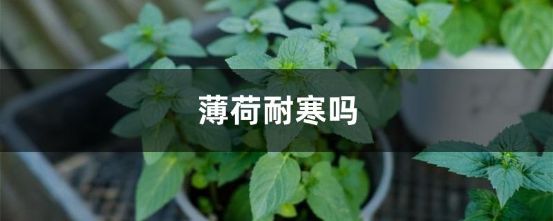 薄荷耐寒吗 薄荷耐寒吗